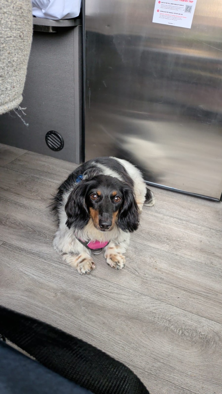 Bella